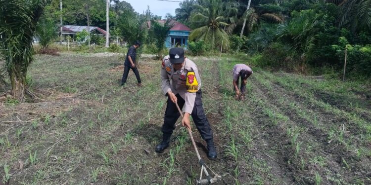 Komitmen Nyata Polsek Kunto Darussalam: Mengawal Ketahanan Pangan Nasional dari Lahan Jagung Pasir Luhur