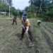 Komitmen Nyata Polsek Kunto Darussalam: Mengawal Ketahanan Pangan Nasional dari Lahan Jagung Pasir Luhur