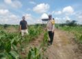 Menyemai Ketahanan, Mengawal Swasembada: Polsek Kabun Pantau Jagung Tumpang Sari Desa Aliantan