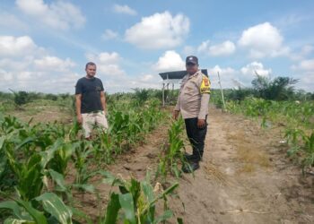 Menyemai Ketahanan, Mengawal Swasembada: Polsek Kabun Pantau Jagung Tumpang Sari Desa Aliantan