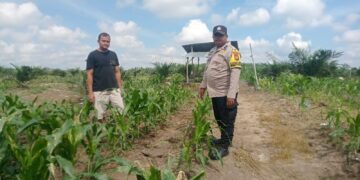 Menyemai Ketahanan, Mengawal Swasembada: Polsek Kabun Pantau Jagung Tumpang Sari Desa Aliantan