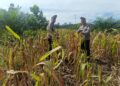 Akselerasi Swasembada Pangan Nasional, Polsek Rambah Hilir Dorong Desa Pasir Jaya Jadi Role Model Jagung Hibrida