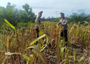 Akselerasi Swasembada Pangan Nasional, Polsek Rambah Hilir Dorong Desa Pasir Jaya Jadi Role Model Jagung Hibrida