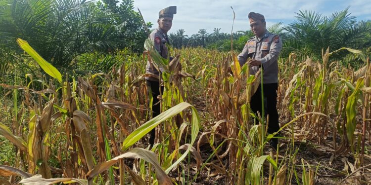 Akselerasi Swasembada Pangan Nasional, Polsek Rambah Hilir Dorong Desa Pasir Jaya Jadi Role Model Jagung Hibrida