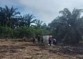 Polsek Rokan IV Koto Perkuat Ketahanan Pangan Melalui Penanaman Jagung Kuartal II di Desa Lubuk Bendahara