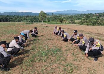 Polsek Rambah Turun Langsung ke Lahan Jagung Desa Suka Maju, Pastikan Ketahanan Pangan Nasional Tetap Berjalan Optimal