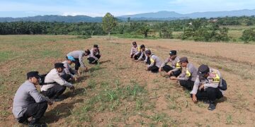 Polsek Rambah Turun Langsung ke Lahan Jagung Desa Suka Maju, Pastikan Ketahanan Pangan Nasional Tetap Berjalan Optimal