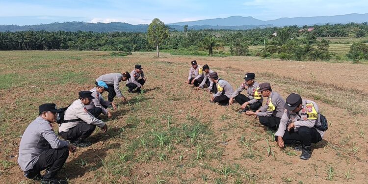 Polsek Rambah Turun Langsung ke Lahan Jagung Desa Suka Maju, Pastikan Ketahanan Pangan Nasional Tetap Berjalan Optimal