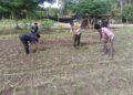 Polisi Cinta Petani Menguat, Polsek Kunto Darussalam Kawal Optimalisasi Pertumbuhan Jagung Hibrida di Desa Pasir Luhur