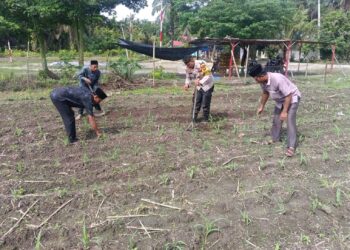 Polisi Cinta Petani Menguat, Polsek Kunto Darussalam Kawal Optimalisasi Pertumbuhan Jagung Hibrida di Desa Pasir Luhur
