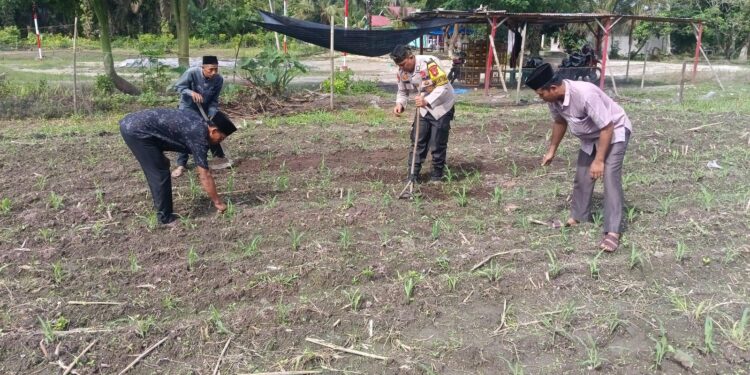 Polisi Cinta Petani Menguat, Polsek Kunto Darussalam Kawal Optimalisasi Pertumbuhan Jagung Hibrida di Desa Pasir Luhur
