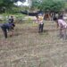 Polisi Cinta Petani Menguat, Polsek Kunto Darussalam Kawal Optimalisasi Pertumbuhan Jagung Hibrida di Desa Pasir Luhur