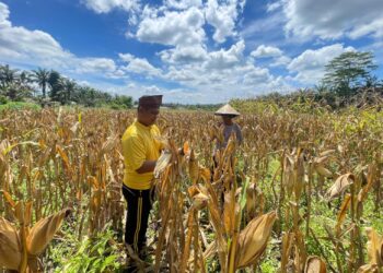 Polsek Bonai Darussalam Kawal Produksi Jagung, Percepat Akselerasi Swasembada Pangan Nasional di Rawa Makmur