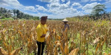 Polsek Bonai Darussalam Kawal Produksi Jagung, Percepat Akselerasi Swasembada Pangan Nasional di Rawa Makmur