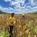 Polsek Bonai Darussalam Kawal Produksi Jagung, Percepat Akselerasi Swasembada Pangan Nasional di Rawa Makmur
