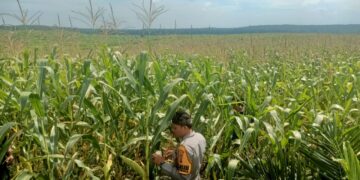 Polsek Kabun Teguhkan Semangat Polisi Cinta Petani, Dukung Ketahanan Pangan di Tengah Masyarakat Desa