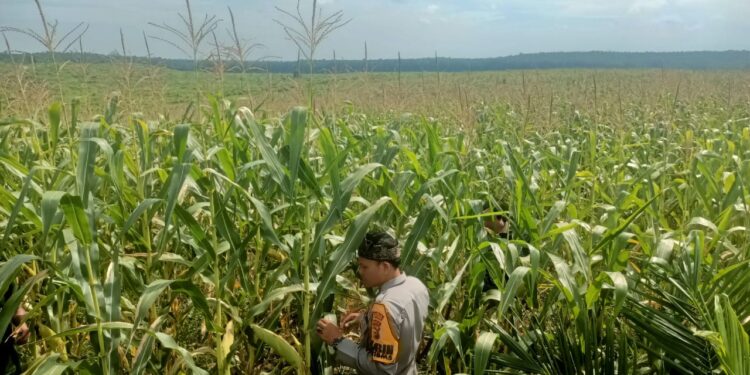 Polsek Kabun Teguhkan Semangat Polisi Cinta Petani, Dukung Ketahanan Pangan di Tengah Masyarakat Desa