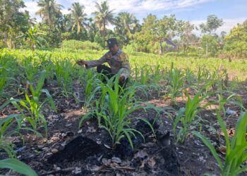 Garda Ketahanan Pangan Nasional, Polsek Rambah Hilir Kawal Pertumbuhan Jagung Hibrida Demi Panen dan Kedaulatan Pangan Bangsa