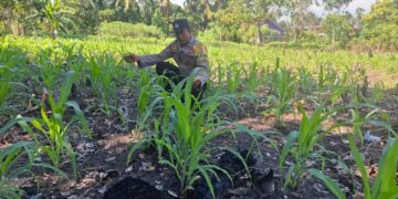 Garda Ketahanan Pangan Nasional, Polsek Rambah Hilir Kawal Pertumbuhan Jagung Hibrida Demi Panen dan Kedaulatan Pangan Bangsa