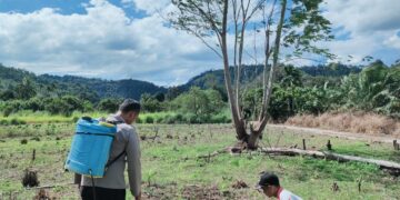 Polsek Rokan IV Koto Dorong Produktivitas Jagung sebagai Penopang Ketahanan Pangan Nasional di Desa Cipang Kiri Hulu