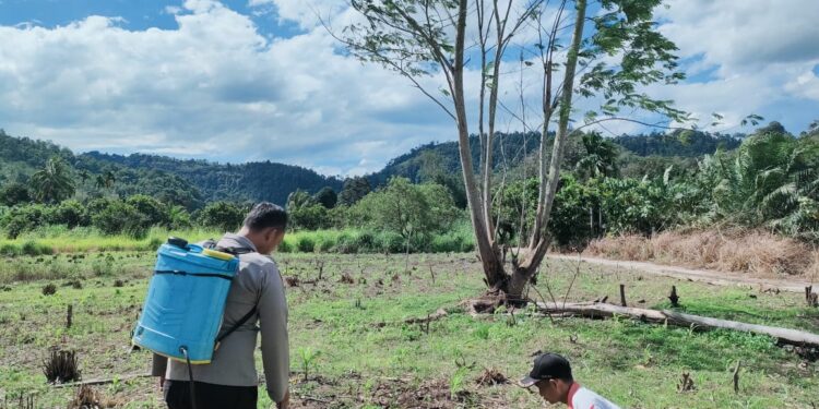 Polsek Rokan IV Koto Dorong Produktivitas Jagung sebagai Penopang Ketahanan Pangan Nasional di Desa Cipang Kiri Hulu