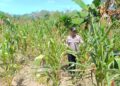 Polsek Rambah Hilir Dukung Swasembada Pangan 2026, Lakukan Monitoring Tanaman Jagung Hibrida