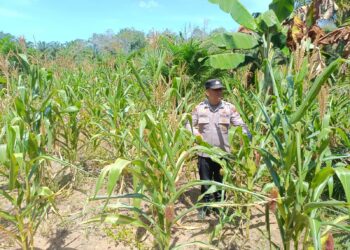 Polsek Rambah Hilir Dukung Swasembada Pangan 2026, Lakukan Monitoring Tanaman Jagung Hibrida