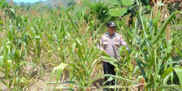 Polsek Rambah Hilir Dukung Swasembada Pangan 2026, Lakukan Monitoring Tanaman Jagung Hibrida