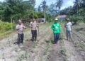 Polisi Cinta Petani, Polsek Kunto Darussalam Kawal Pertumbuhan Jagung Hibrida di Pasir Luhur