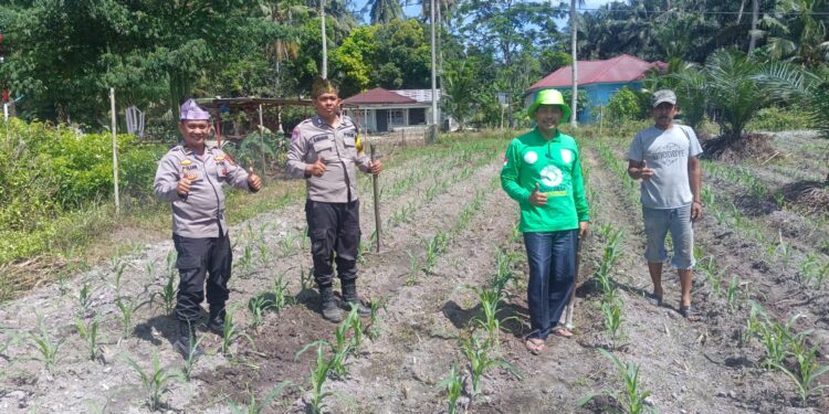 Polisi Cinta Petani, Polsek Kunto Darussalam Kawal Pertumbuhan Jagung Hibrida di Pasir Luhur