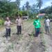 Polisi Cinta Petani, Polsek Kunto Darussalam Kawal Pertumbuhan Jagung Hibrida di Pasir Luhur