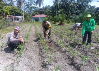 Dari Desa Pasir Luhur, Polsek Kunto Darussalam Perkuat Ketahanan Pangan Nasional Melalui Pemberdayaan Petani