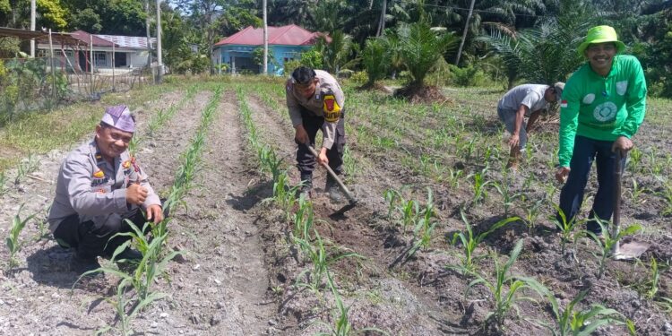 Dari Desa Pasir Luhur, Polsek Kunto Darussalam Perkuat Ketahanan Pangan Nasional Melalui Pemberdayaan Petani