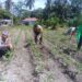Dari Desa Pasir Luhur, Polsek Kunto Darussalam Perkuat Ketahanan Pangan Nasional Melalui Pemberdayaan Petani