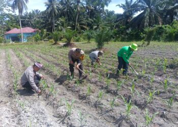 Polsek Kunto Darussalam Dorong Pemanfaatan Lahan Produktif untuk Perkuat Swasembada Pangan di Pasir Luhur