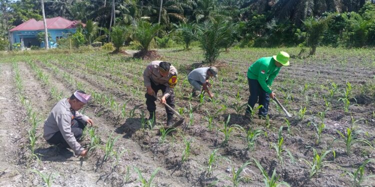 Polsek Kunto Darussalam Dorong Pemanfaatan Lahan Produktif untuk Perkuat Swasembada Pangan di Pasir Luhur