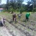 Polsek Kunto Darussalam Dorong Pemanfaatan Lahan Produktif untuk Perkuat Swasembada Pangan di Pasir Luhur