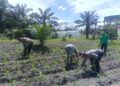 Kawal Produktivitas Pertanian, Polsek Kunto Darussalam Dukung Ketahanan Pangan Nasional dari Desa