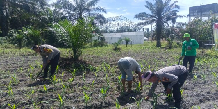 Kawal Produktivitas Pertanian, Polsek Kunto Darussalam Dukung Ketahanan Pangan Nasional dari Desa