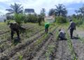 Dukung Swasembada Pangan Nasional, Polsek Kunto Darussalam Perkuat Kemandirian Pangan Daerah melalui Pengembangan Jagung Hibrida