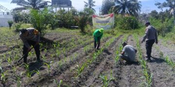 Dukung Swasembada Pangan Nasional, Polsek Kunto Darussalam Perkuat Kemandirian Pangan Daerah melalui Pengembangan Jagung Hibrida