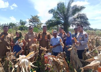 Panen Raya Jagung Kuartal II di Tambusai Utara Dukung Swasembada Pangan 2026