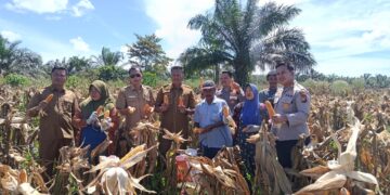 Panen Raya Jagung Kuartal II di Tambusai Utara Dukung Swasembada Pangan 2026