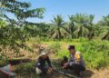 Polsek Kabun Kawal Progres Lahan Jagung Batulangkah Besar, Perkuat Implementasi Ketahanan Pangan Berbasis Desa