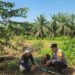 Polsek Kabun Kawal Progres Lahan Jagung Batulangkah Besar, Perkuat Implementasi Ketahanan Pangan Berbasis Desa