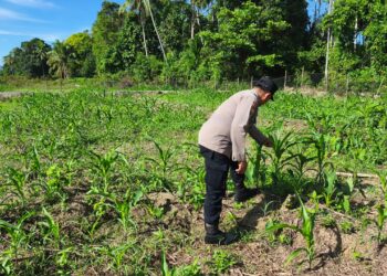 Perkuat Swasembada Pangan, Polsek Rokan IV Koto Fokus pada Ketahanan Ekonomi