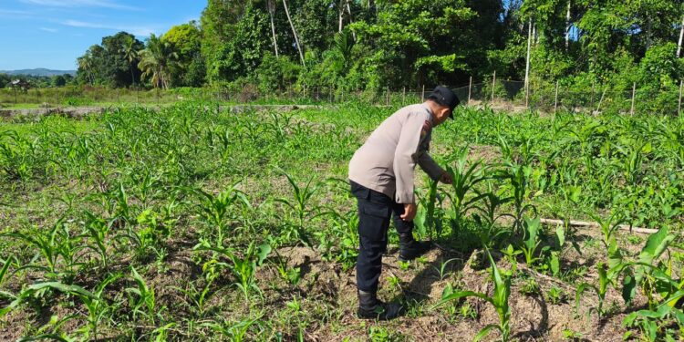Perkuat Swasembada Pangan, Polsek Rokan IV Koto Fokus pada Ketahanan Ekonomi