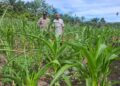 Polisi Cinta Petani: Polsek Rambah Hilir Turun Langsung Dampingi Petani Jagung Hadapi Tantangan Kekeringan