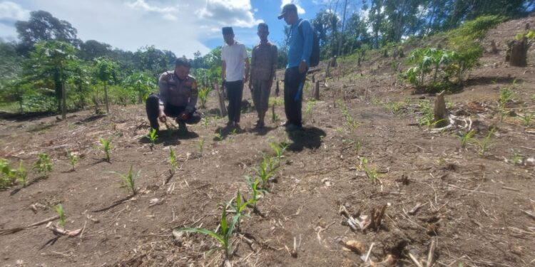 Polisi Cinta Petani, Polsek Rokan IV Koto Perkuat Kolaborasi Pemberdayaan Ekonomi dan Ketahanan Pangan di Desa Cipang Kiri Hilir