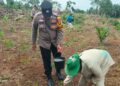 Polsek Tandun Intensif Kawal Budidaya Jagung Pipil, Dukung Percepatan Swasembada Pangan Nasional